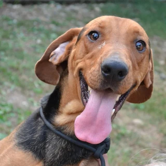 Klempa,  Mixed Breed for adoption at Dierenasiel Zwolle, Zwolle