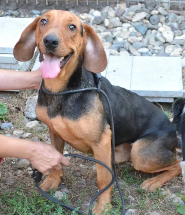 Klempa,  Mixed Breed for adoption at Dierenasiel Zwolle, Zwolle — photo 3 of 8