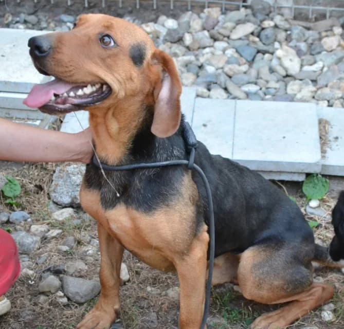 Klempa,  Mixed Breed for adoption at Dierenasiel Zwolle, Zwolle — photo 4 of 8