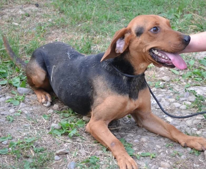 Klempa,  Mixed Breed for adoption at Dierenasiel Zwolle, Zwolle — photo 5 of 8
