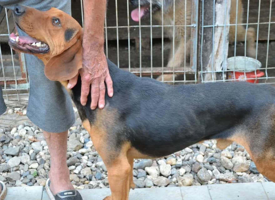 Klempa,  Mixed Breed for adoption at Dierenasiel Zwolle, Zwolle — photo 6 of 8