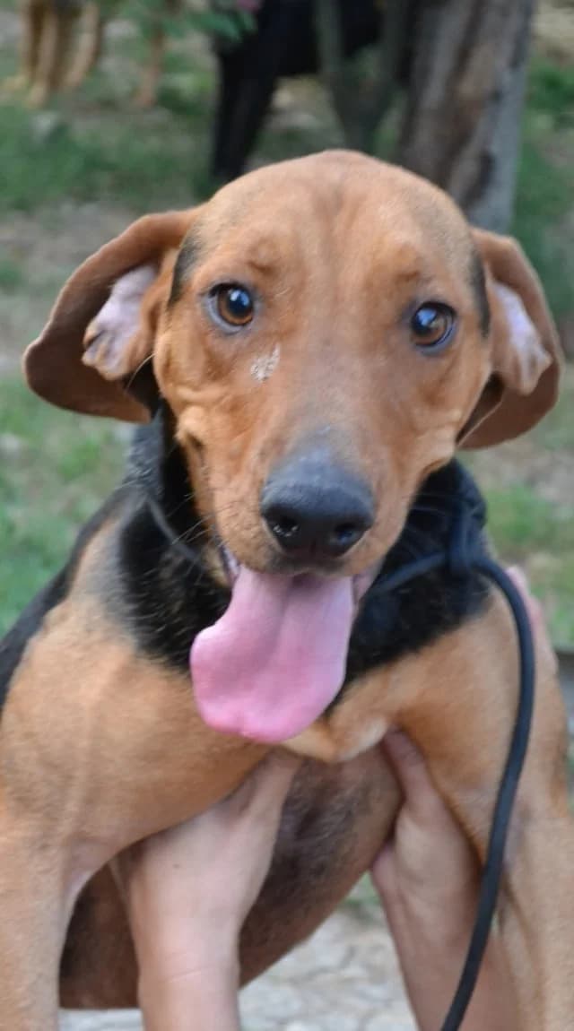 Klempa,  Mixed Breed for adoption at Dierenasiel Zwolle, Zwolle — photo 7 of 8