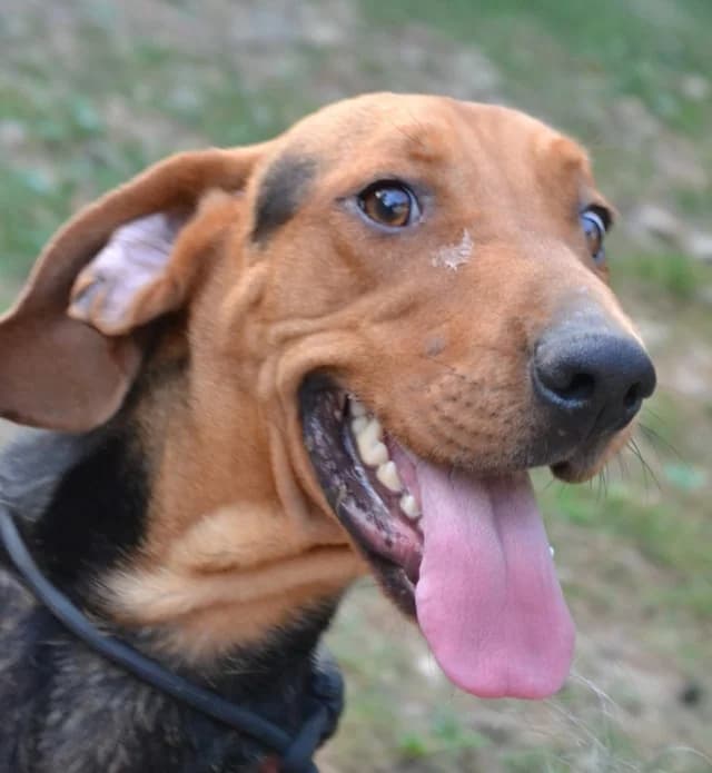 Klempa,  Mixed Breed for adoption at Dierenasiel Zwolle, Zwolle — photo 8 of 8