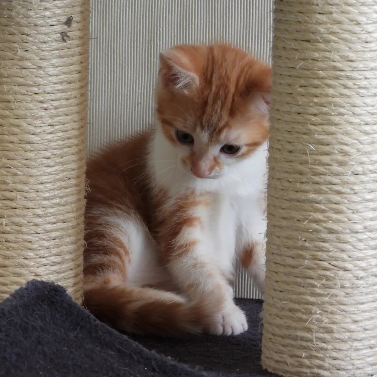 Kristel, female young Mixed Breed for adoption at Dierenasiel Zwolle, Zwolle