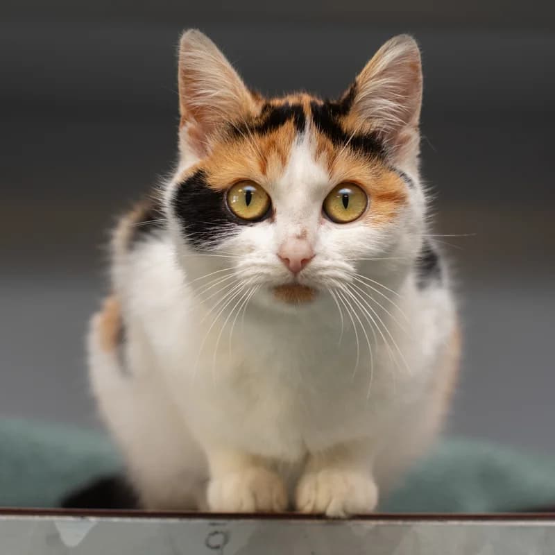 Kwak, female Mixed Breed for adoption at Dierenasiel Zwolle, Zwolle