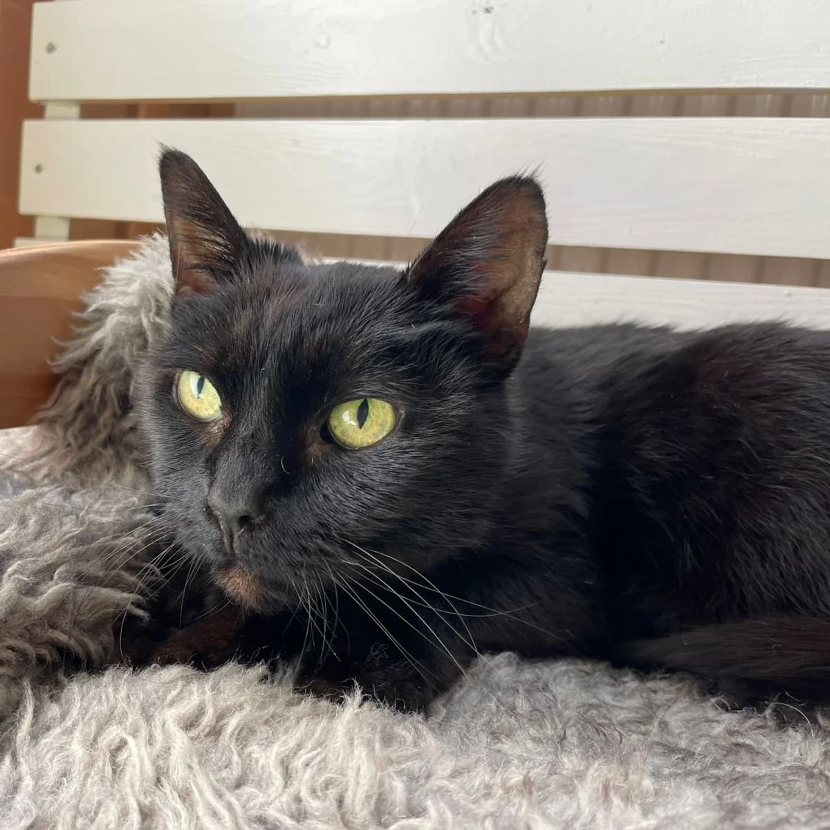 Kyara, female Mixed Breed for adoption at Dierenasiel Zwolle, Zwolle