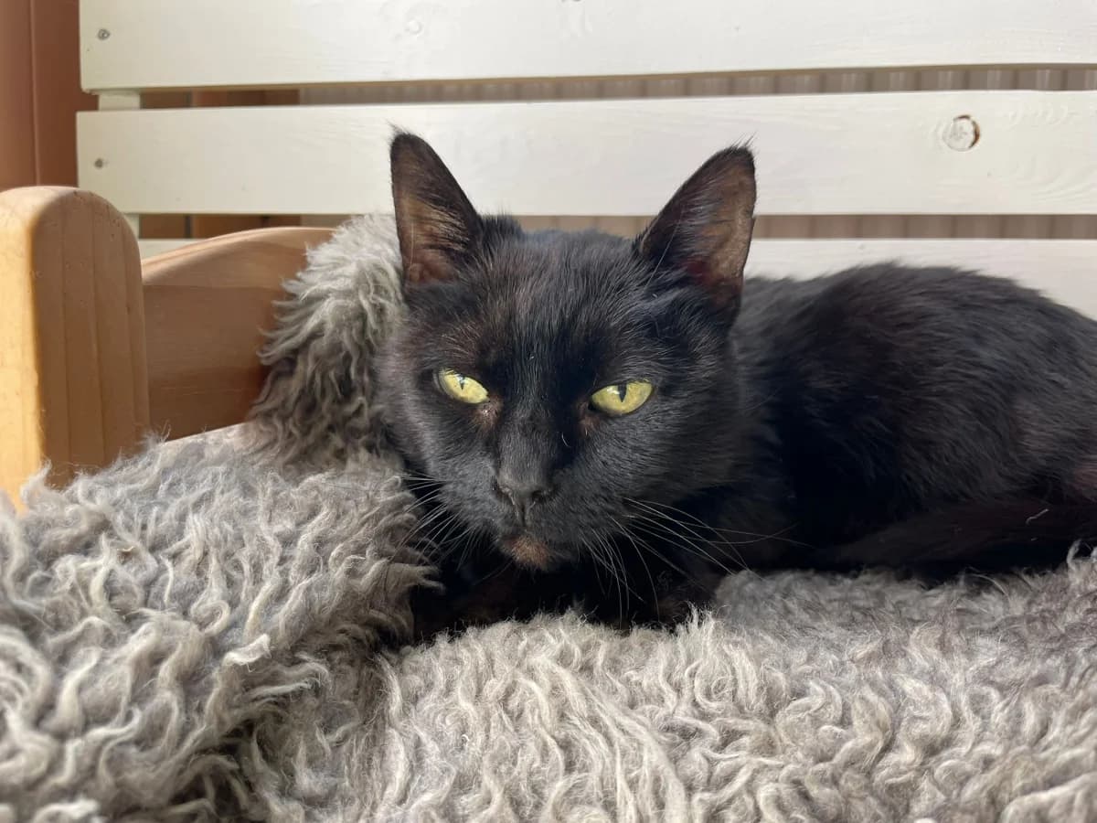 Kyara, female Mixed Breed for adoption at Dierenasiel Zwolle, Zwolle — photo 2 of 2