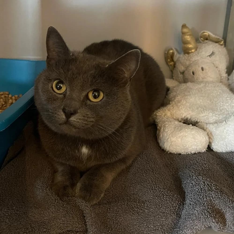 Lila, female Mixed Breed for adoption at Dierenasiel Zwolle, Zwolle