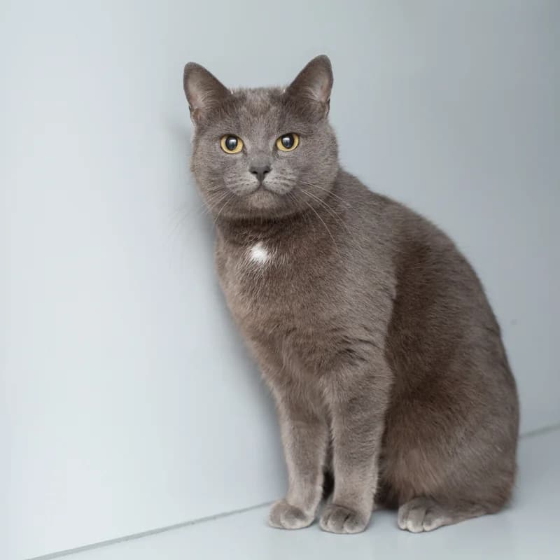 Lila, female Mixed Breed for adoption at Dierenasiel Zwolle, Zwolle — photo 2 of 4