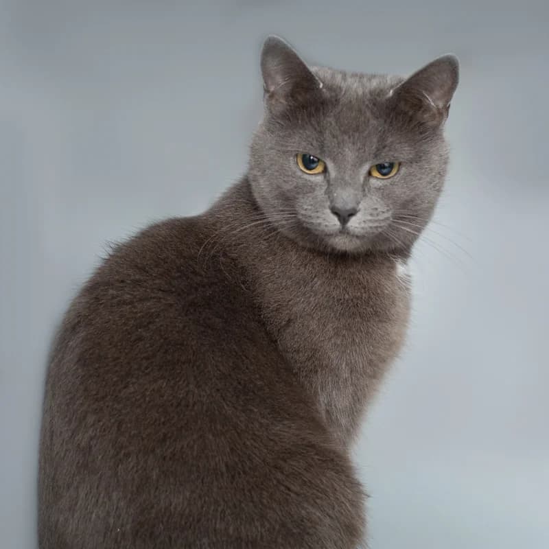 Lila, female Mixed Breed for adoption at Dierenasiel Zwolle, Zwolle — photo 3 of 4