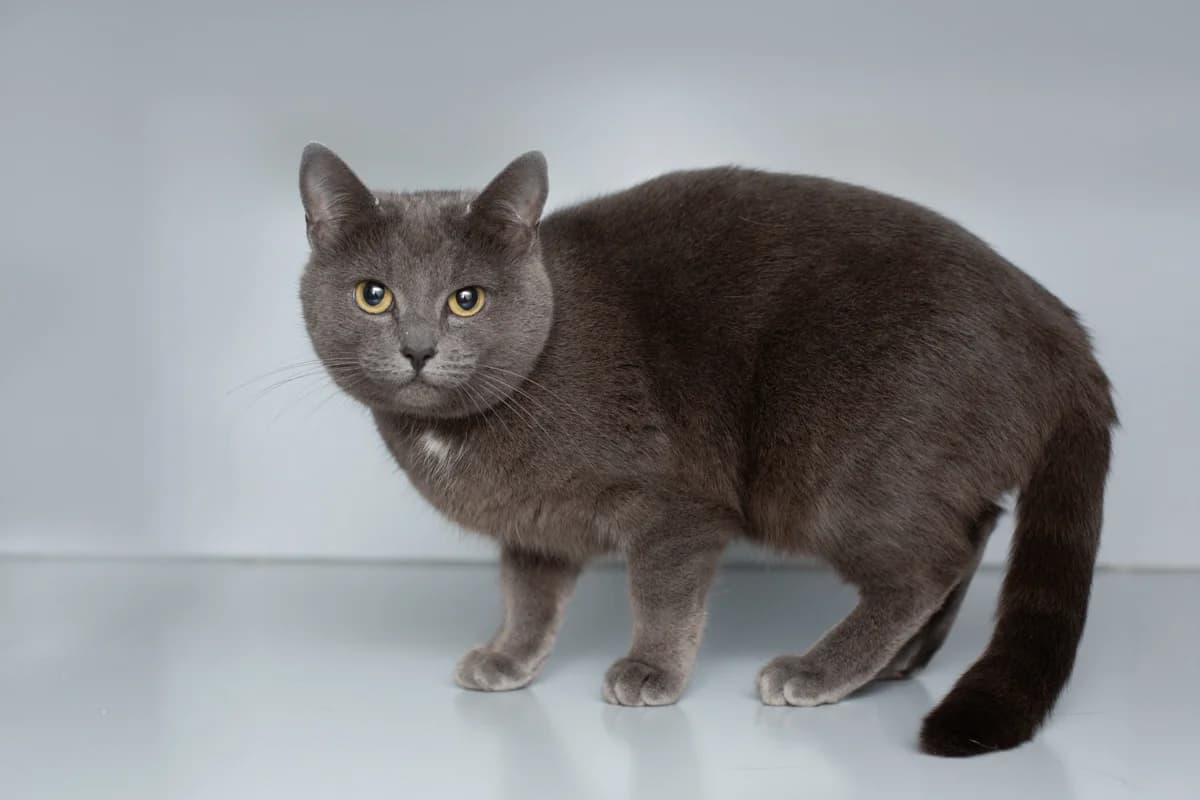 Lila, female Mixed Breed for adoption at Dierenasiel Zwolle, Zwolle — photo 4 of 4