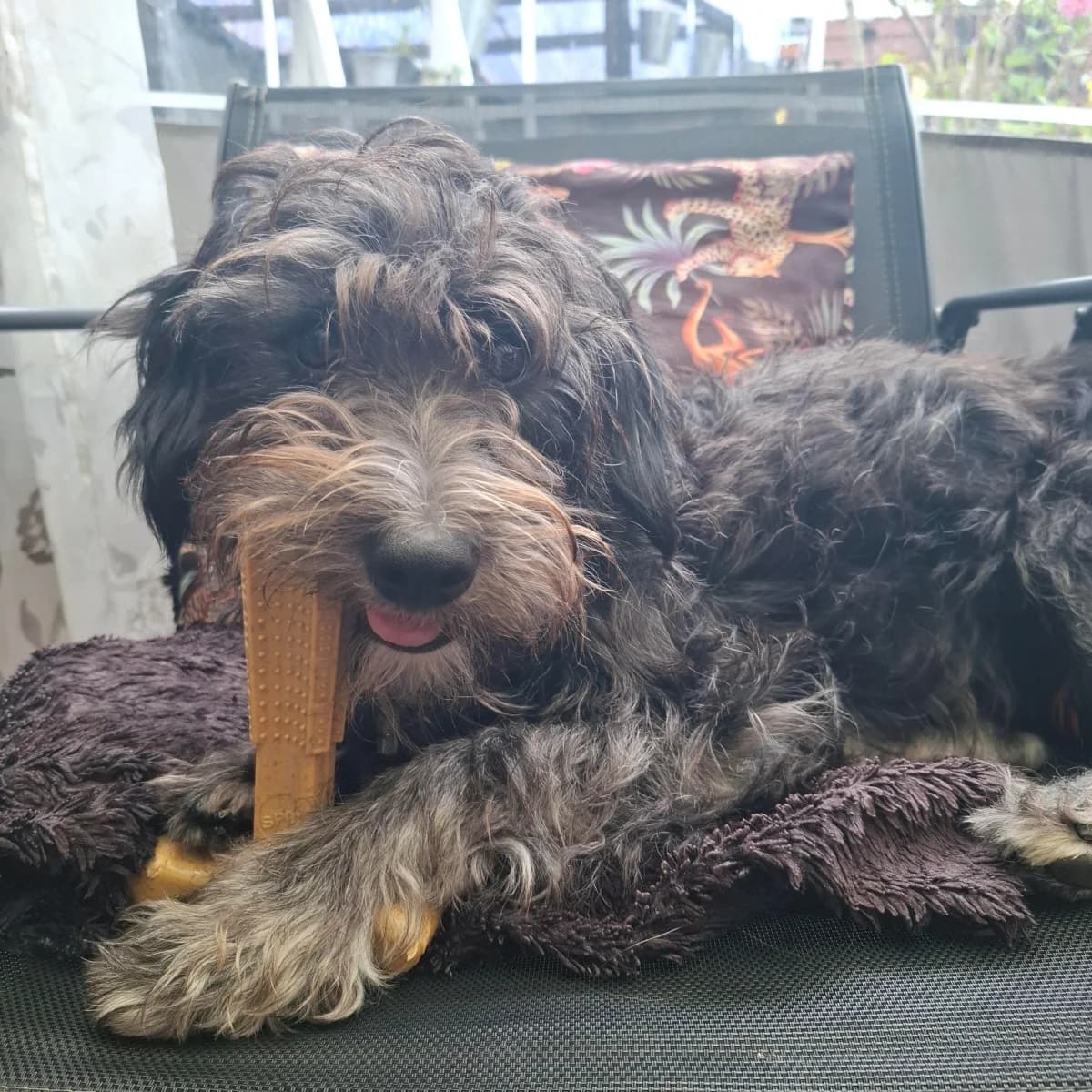 Lilo,  Mixed Breed for adoption at Dierenasiel Zwolle, Zwolle