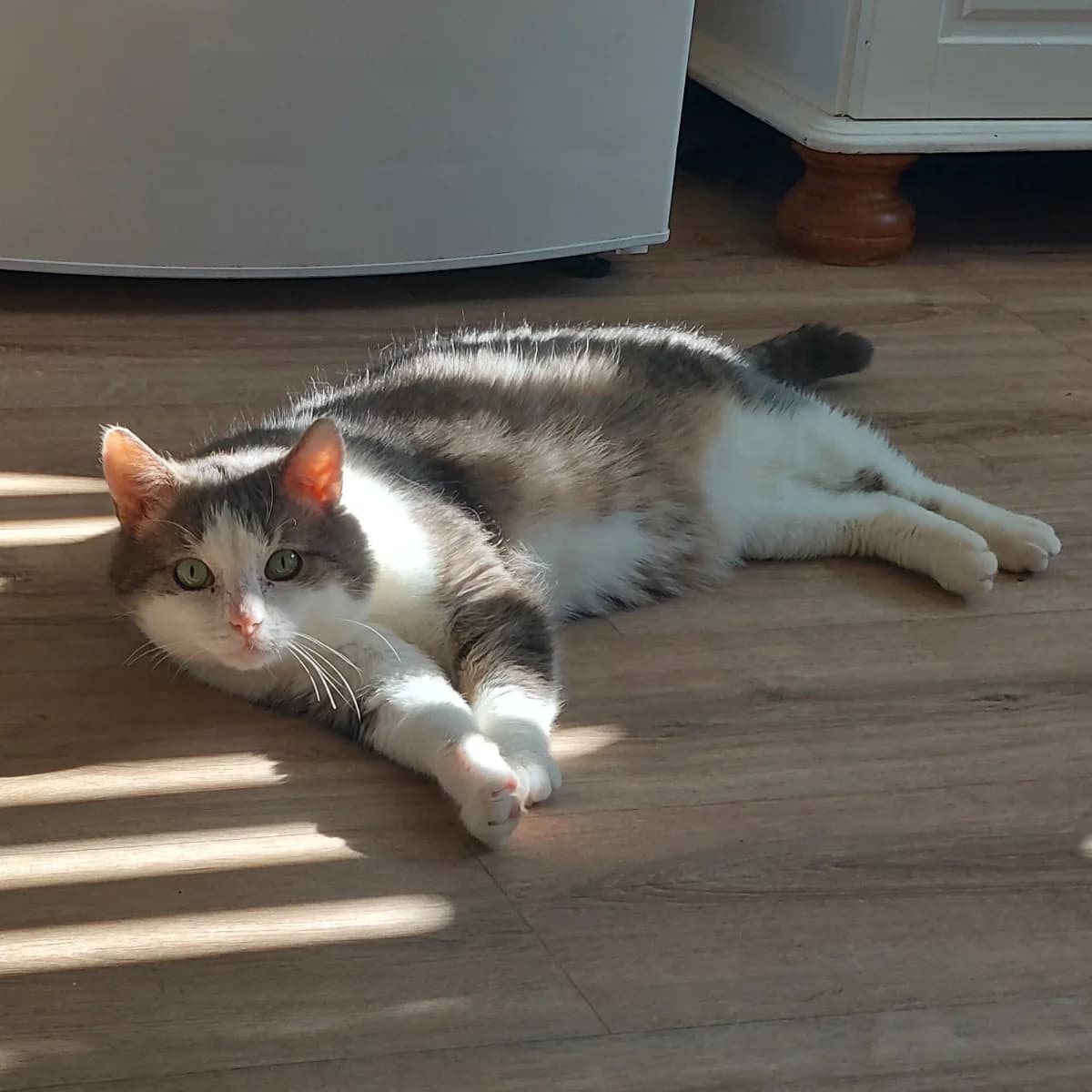 Lion, male 4yo Mixed Breed for adoption at Dierenasiel Zwolle, Zwolle