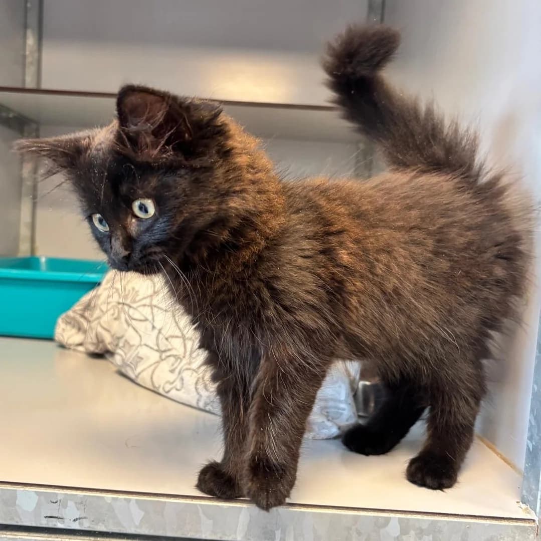 Liv, Mixed Breed (Dierenasiel Zwolle)