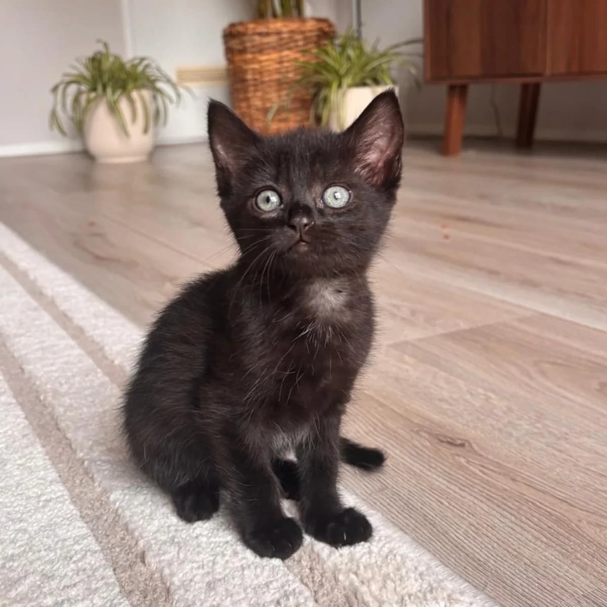 Lola, female young Mixed Breed for adoption at Dierenasiel Zwolle, Zwolle