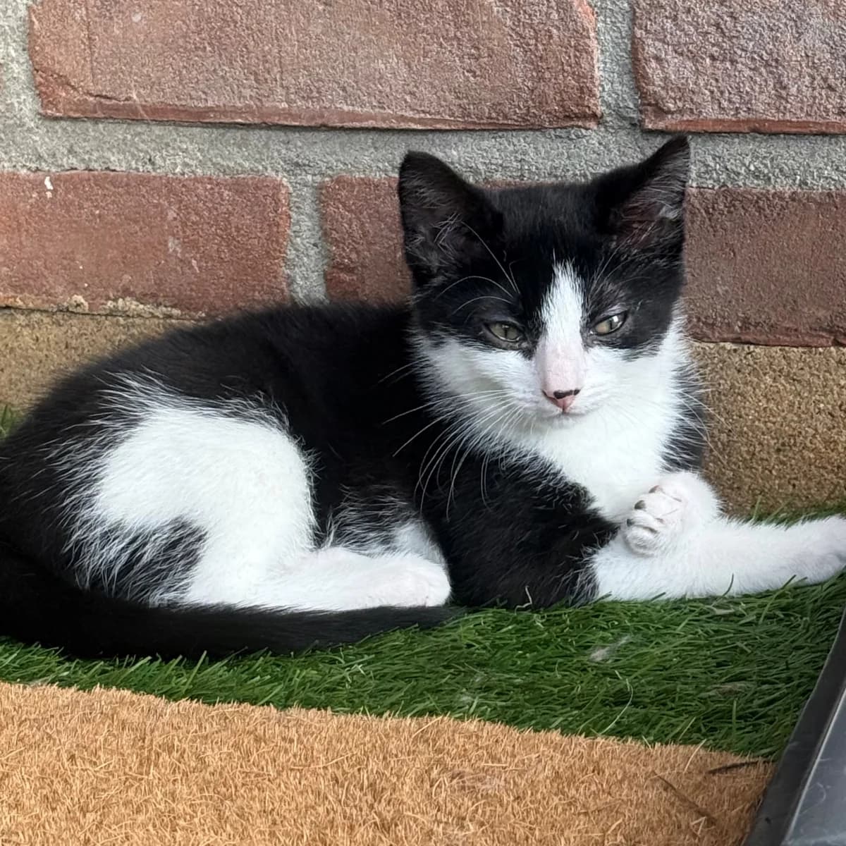 Maan, female young Mixed Breed for adoption at Dierenasiel Zwolle, Zwolle