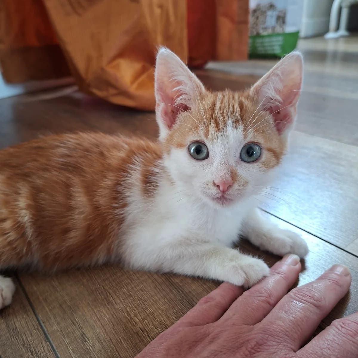 Marlies, female young Mixed Breed for adoption at Dierenasiel Zwolle, Zwolle
