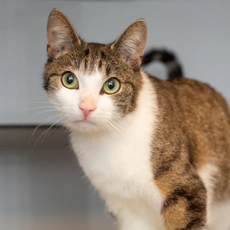 Mars, male Mixed Breed for adoption at Dierenasiel Zwolle, Zwolle