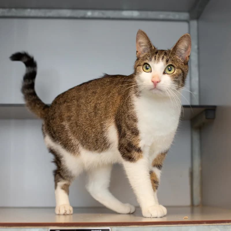 Mars, male Mixed Breed for adoption at Dierenasiel Zwolle, Zwolle — photo 2 of 4