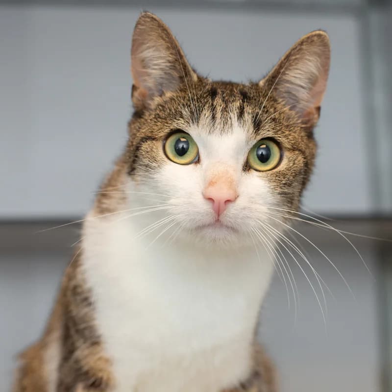 Mars, male Mixed Breed for adoption at Dierenasiel Zwolle, Zwolle — photo 3 of 4