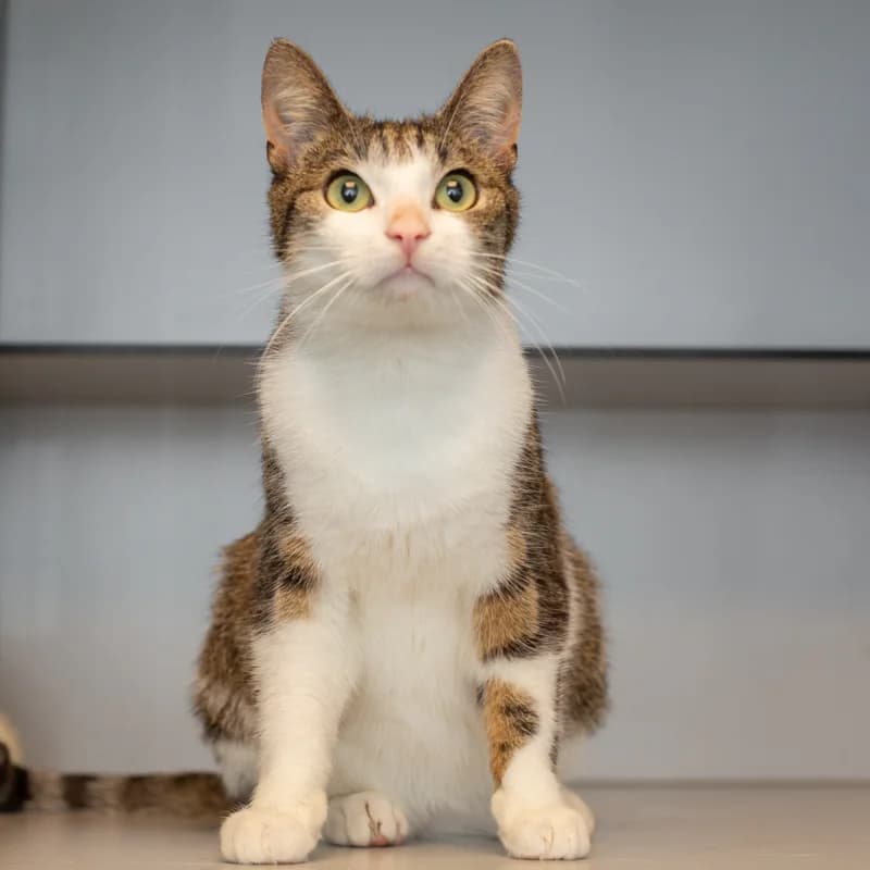 Mars, male Mixed Breed for adoption at Dierenasiel Zwolle, Zwolle — photo 4 of 4