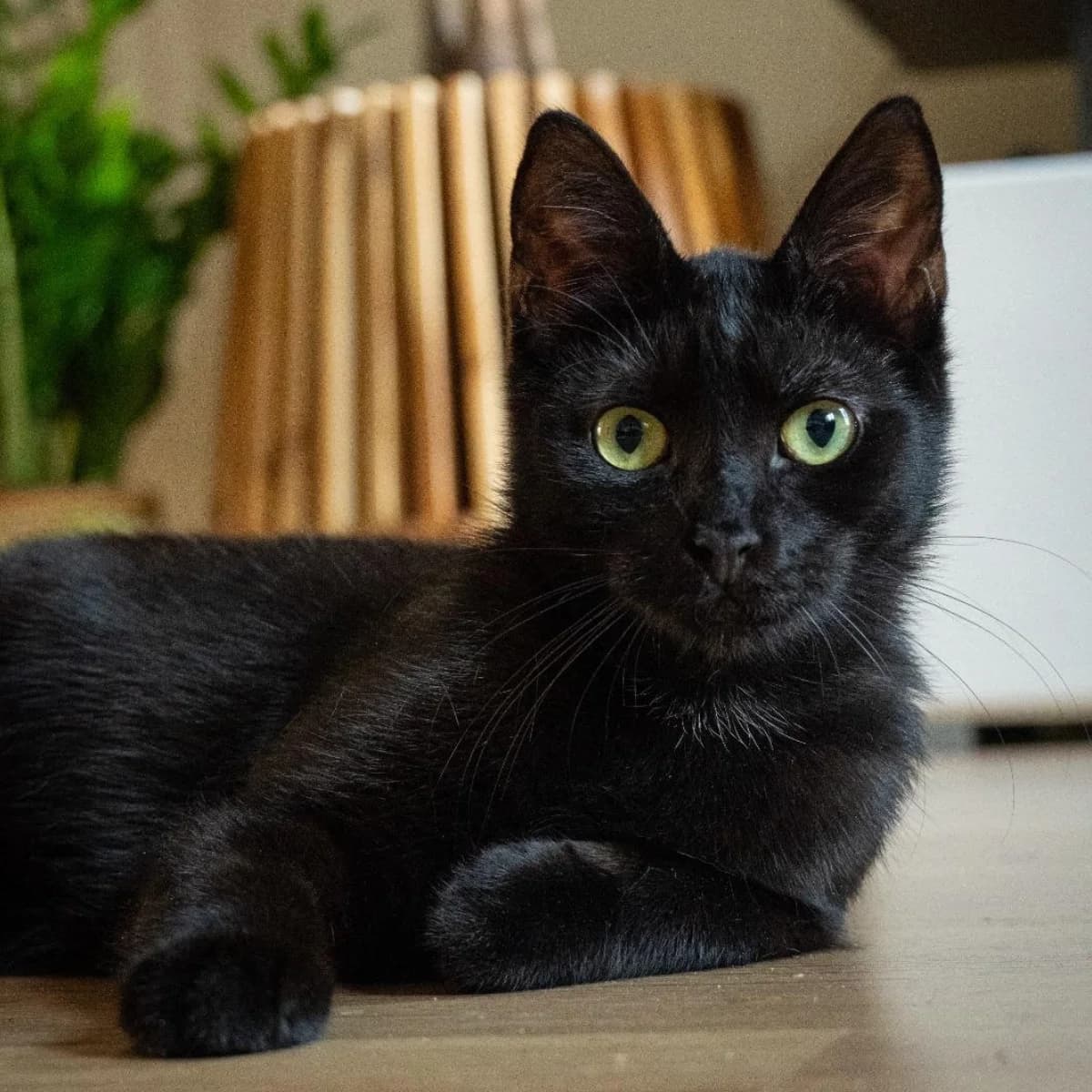 Martina, female 4yo Mixed Breed for adoption at Dierenasiel Zwolle, Zwolle