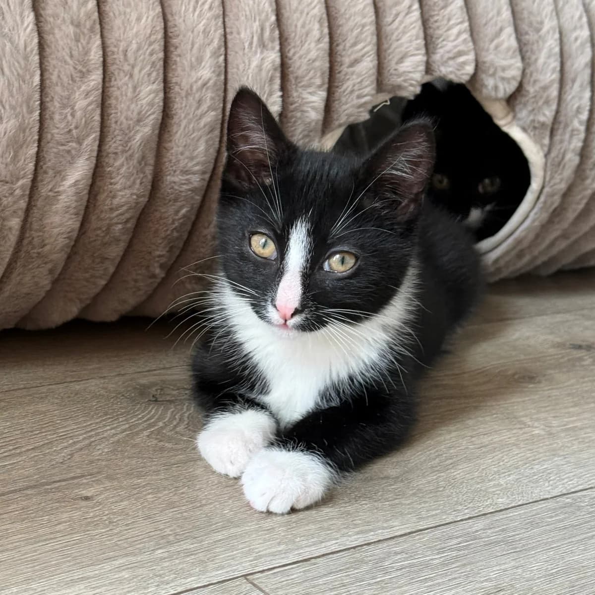 Mees, male young Mixed Breed for adoption at Dierenasiel Zwolle, Zwolle