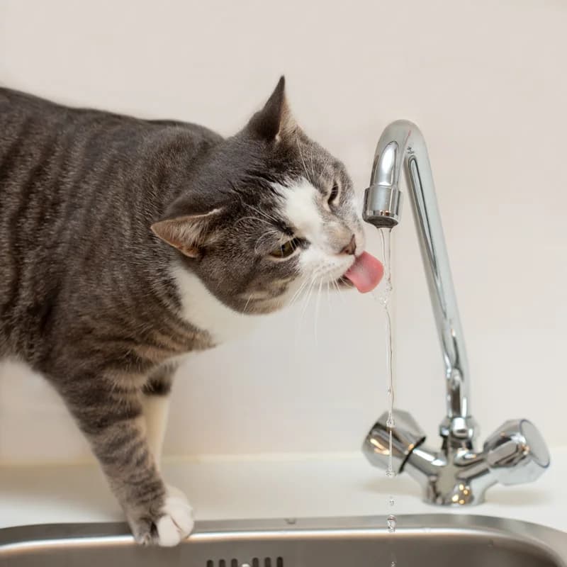 Milo, male Mixed Breed for adoption at Dierenasiel Zwolle, Zwolle