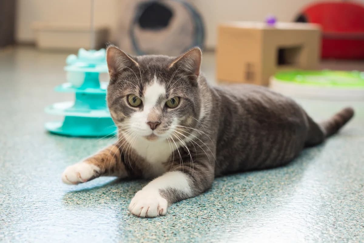 Milo, male Mixed Breed for adoption at Dierenasiel Zwolle, Zwolle — photo 2 of 5