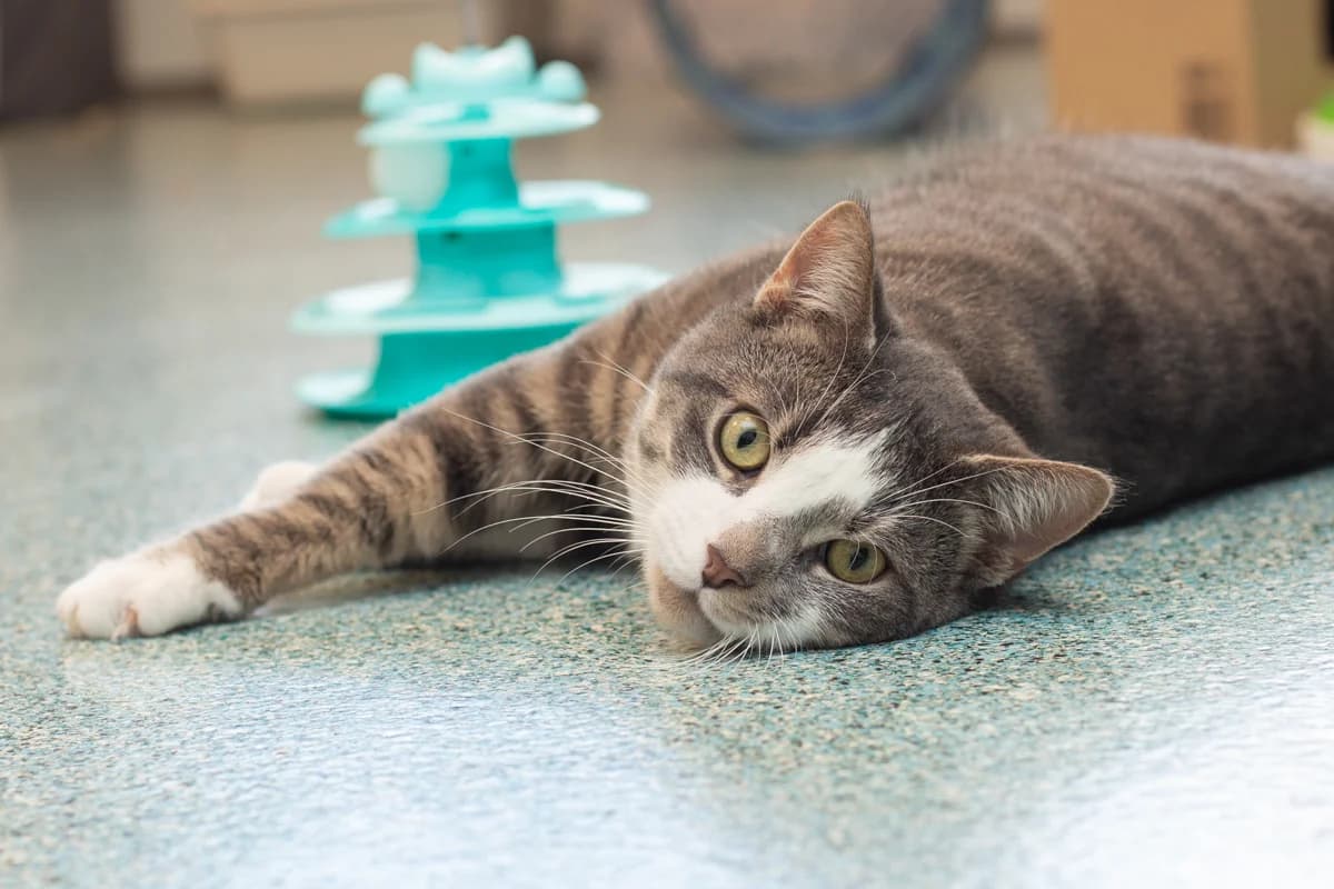 Milo, male Mixed Breed for adoption at Dierenasiel Zwolle, Zwolle — photo 3 of 5