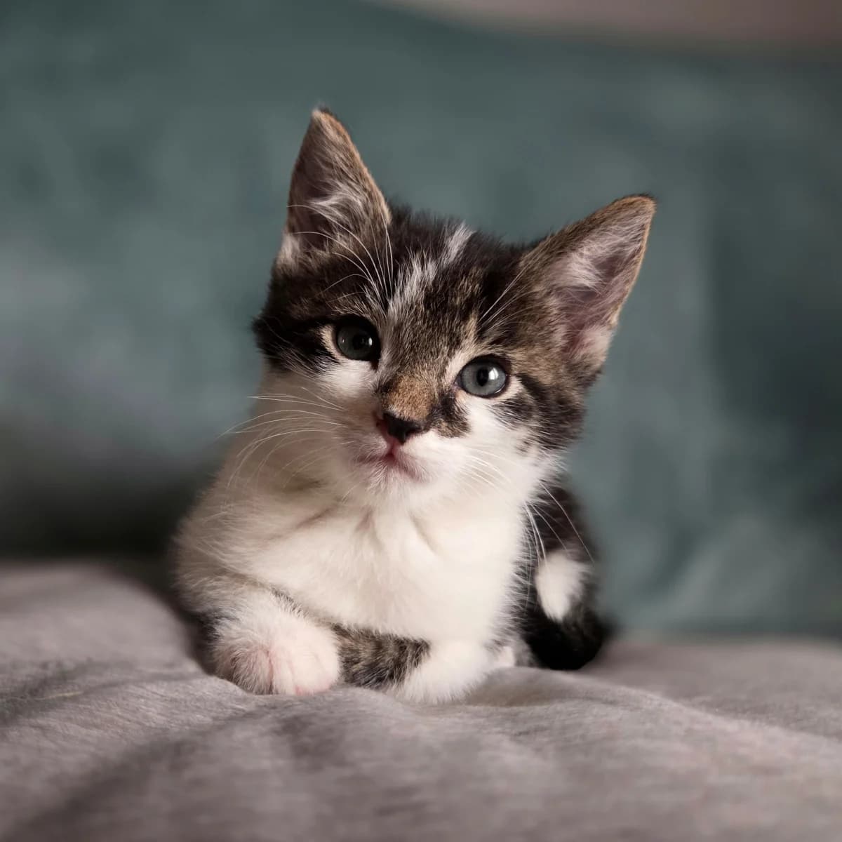Miso, male young Mixed Breed for adoption at Dierenasiel Zwolle, Zwolle