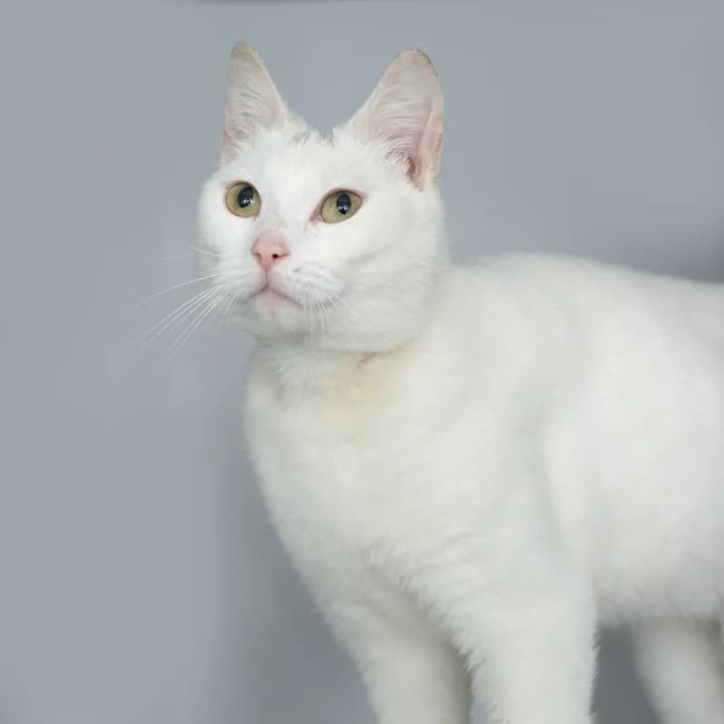 Misty, female 4yo Mixed Breed for adoption at Dierenasiel Zwolle, Zwolle