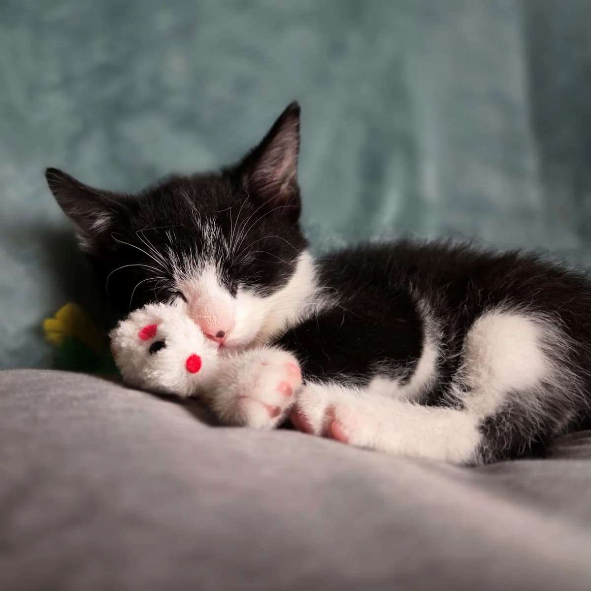 Mochi, male young Mixed Breed for adoption at Dierenasiel Zwolle, Zwolle