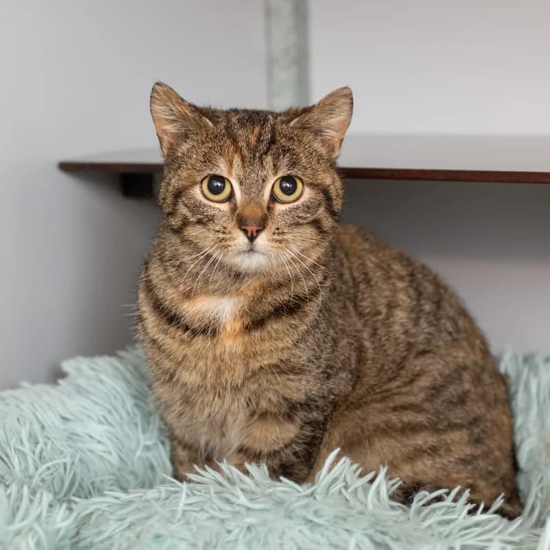 Nelly, female 4yo Mixed Breed for adoption at Dierenasiel Zwolle, Zwolle
