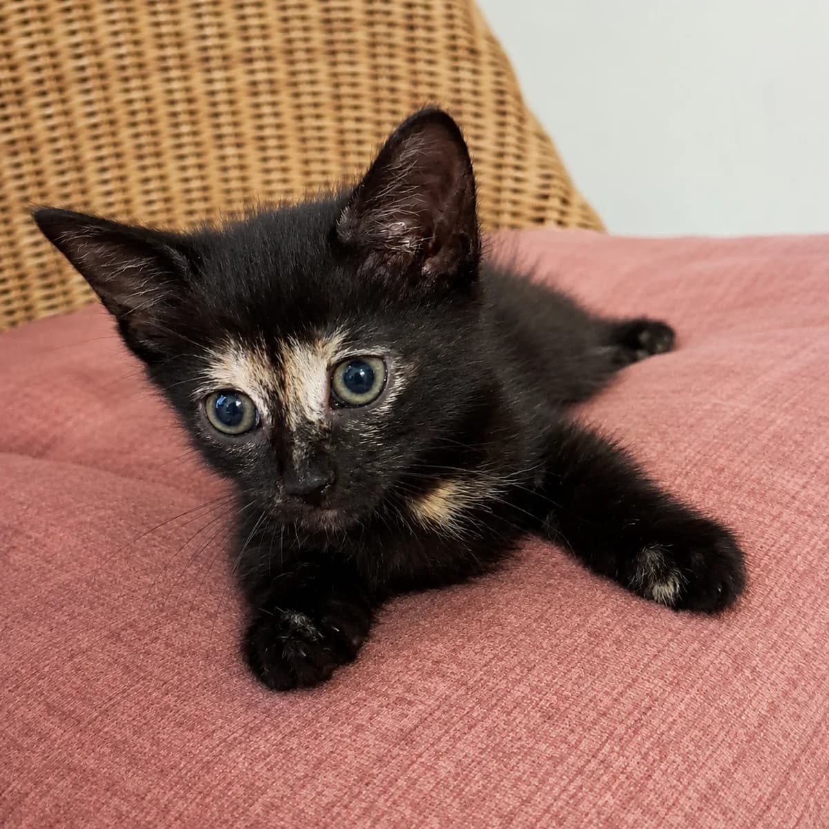 Nena, female young Mixed Breed for adoption at Dierenasiel Zwolle, Zwolle