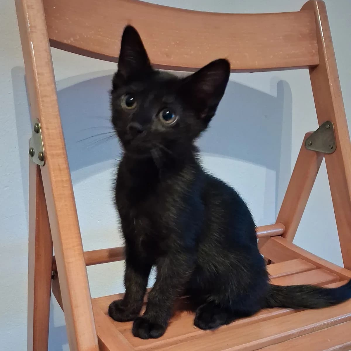 Nino, male young Mixed Breed for adoption at Dierenasiel Zwolle, Zwolle