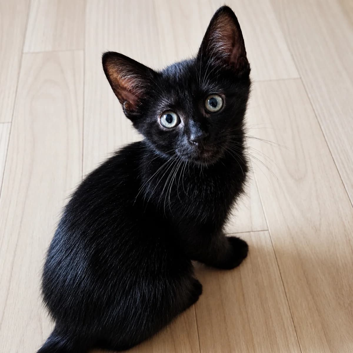 Noud, male young Mixed Breed for adoption at Dierenasiel Zwolle, Zwolle