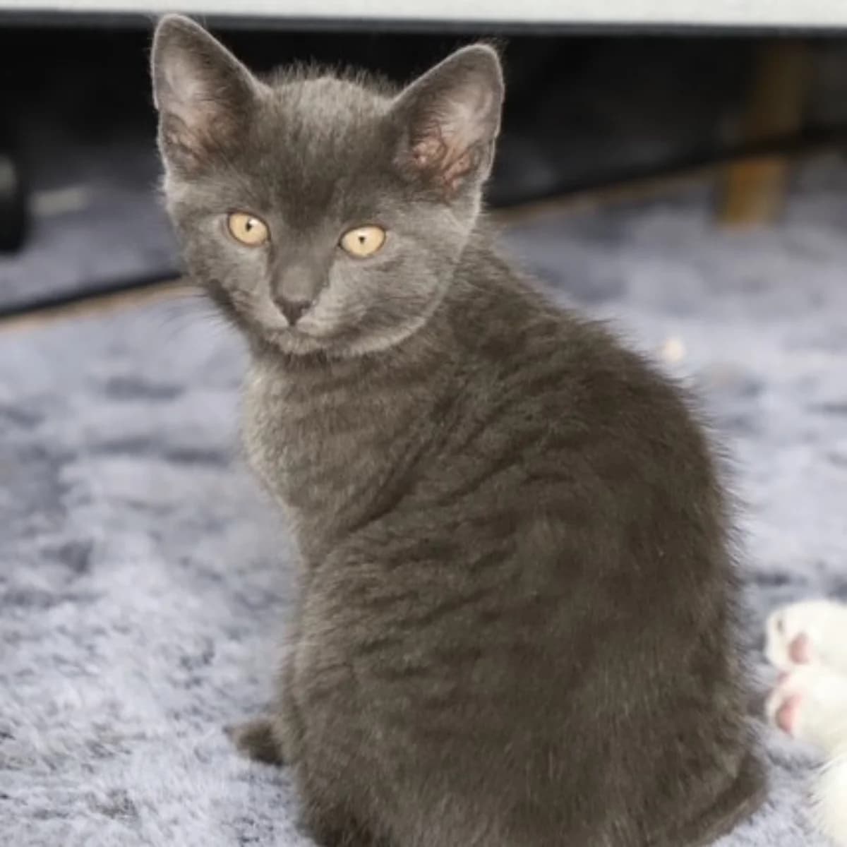 Ola, female young Mixed Breed for adoption at Dierenasiel Zwolle, Zwolle