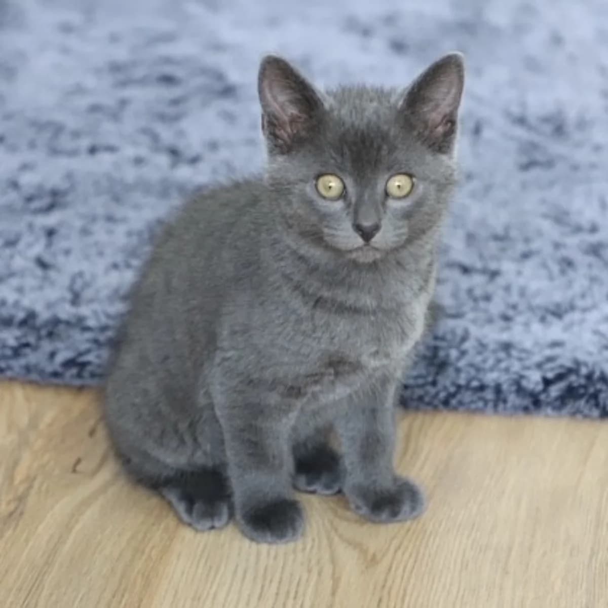 Ona, female young Mixed Breed for adoption at Dierenasiel Zwolle, Zwolle