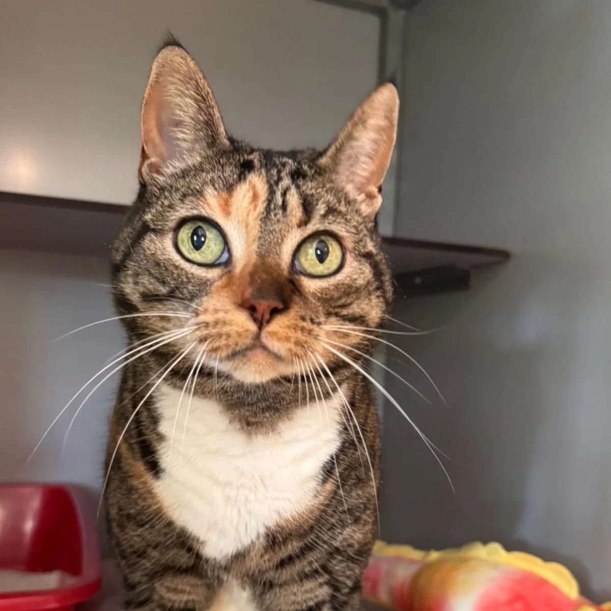 Pepper, female 4yo Mixed Breed for adoption at Dierenasiel Zwolle, Zwolle