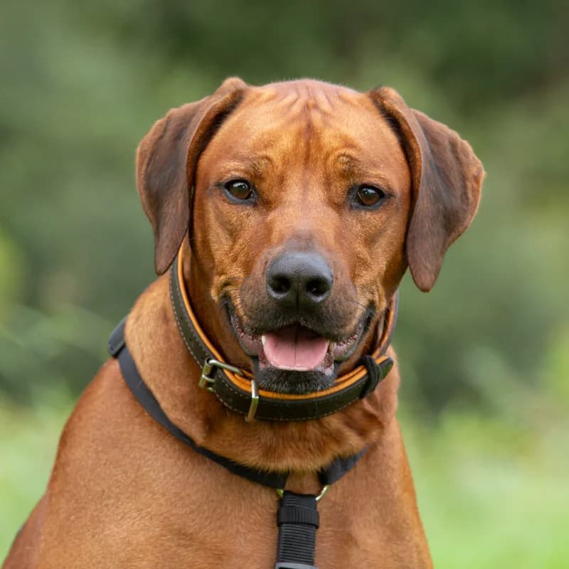 Phoenix, male 4yo Mixed Breed for adoption at Dierenasiel Zwolle, Zwolle