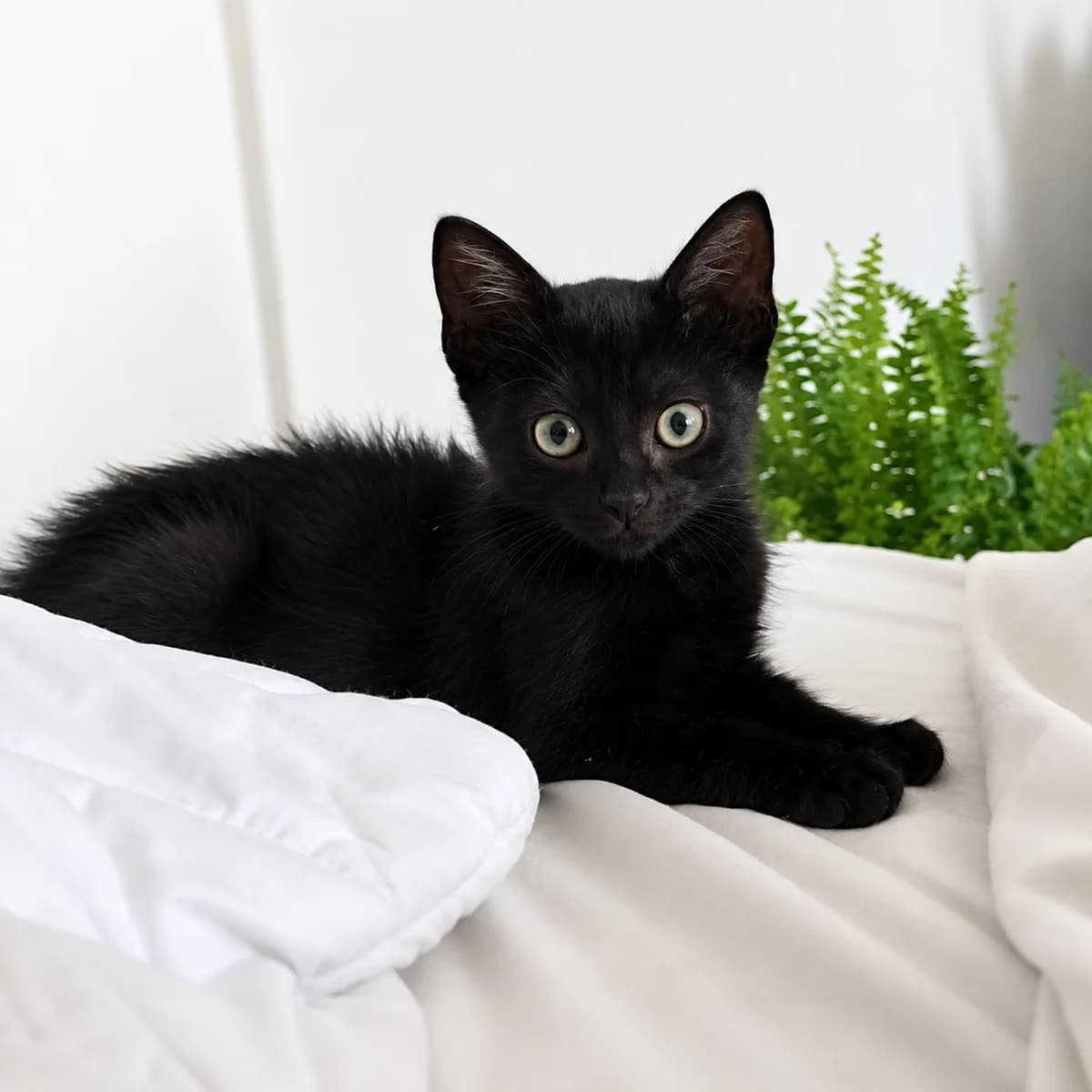 Pien, Mixed Breed (Dierenasiel Zwolle)