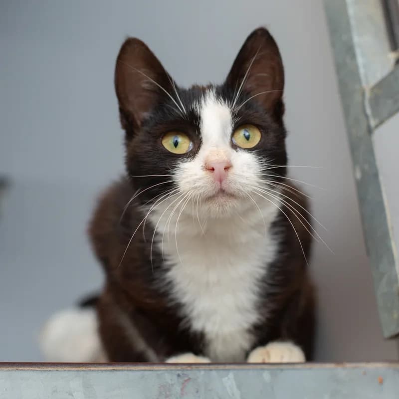 Princes, female 4yo Mixed Breed for adoption at Dierenasiel Zwolle, Zwolle
