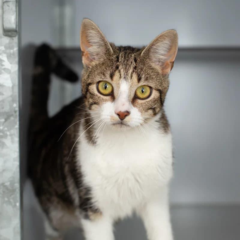 Rhosa, female 4yo Mixed Breed for adoption at Dierenasiel Zwolle, Zwolle