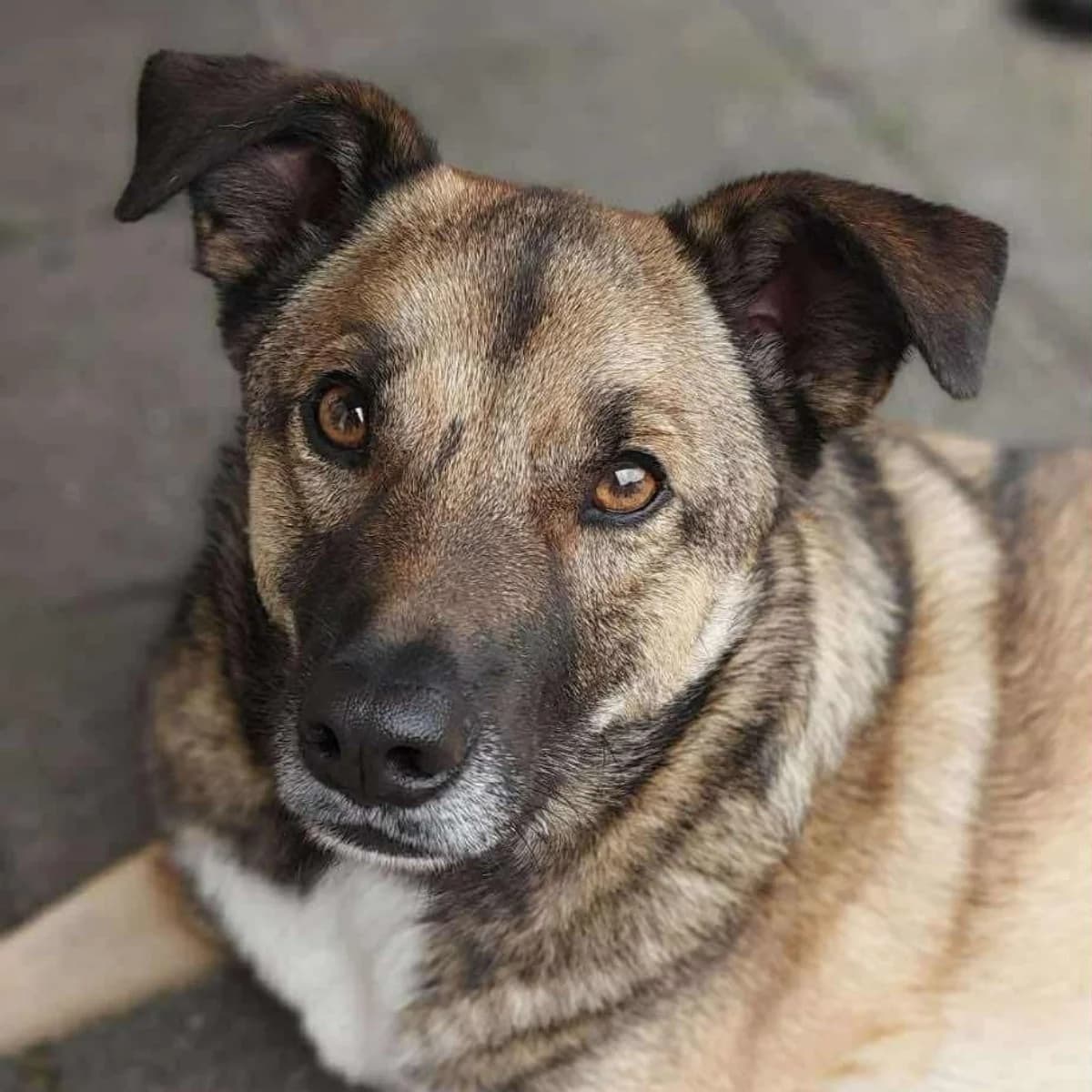 Rio,  Mixed Breed for adoption at Dierenasiel Zwolle, Zwolle
