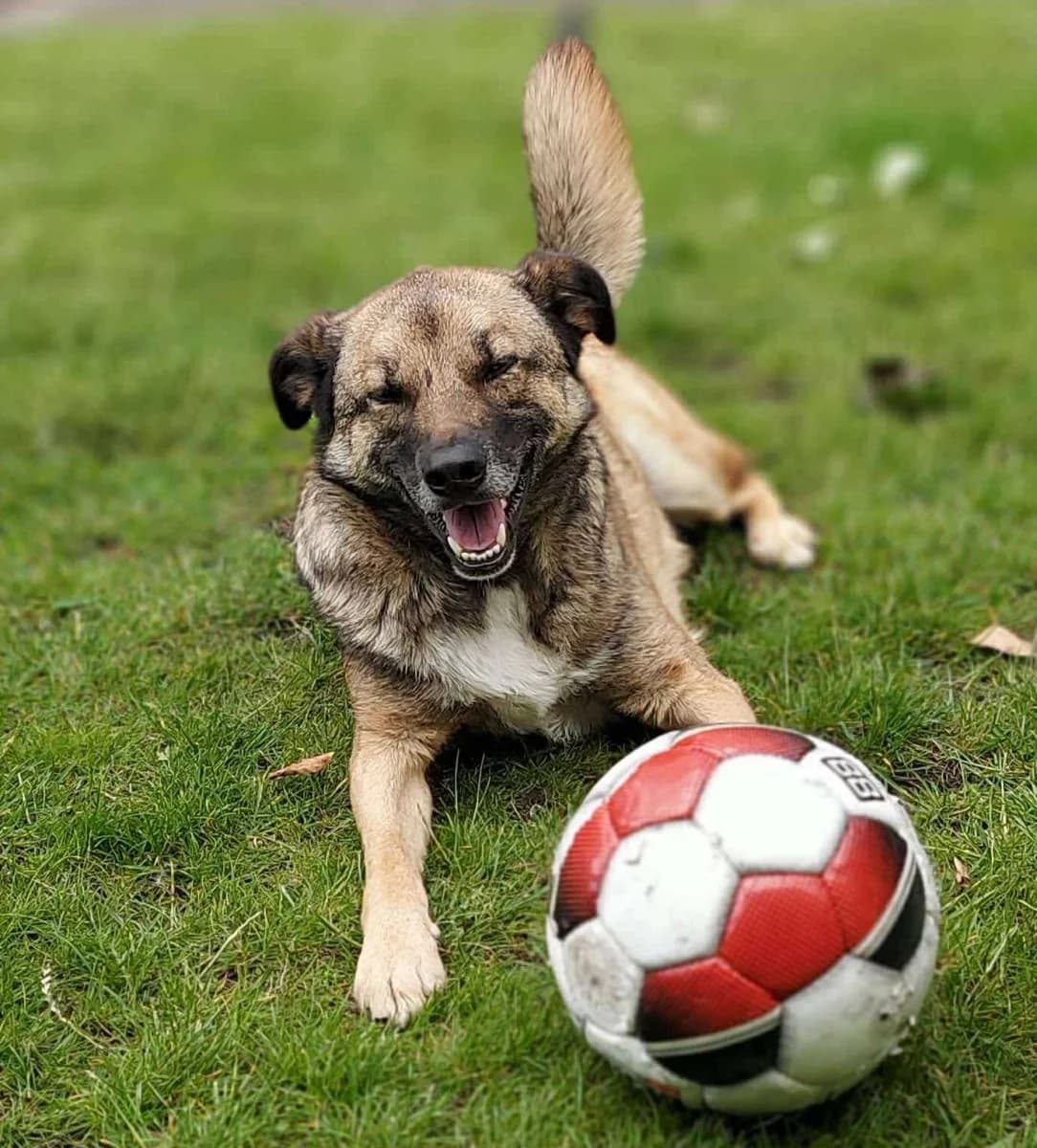 Rio,  Mixed Breed for adoption at Dierenasiel Zwolle, Zwolle — photo 3 of 6