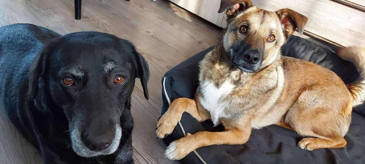 Rio,  Mixed Breed for adoption at Dierenasiel Zwolle, Zwolle — photo 4 of 6