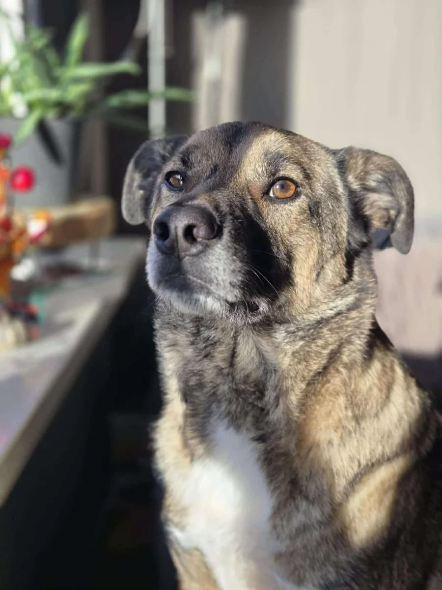 Rio,  Mixed Breed for adoption at Dierenasiel Zwolle, Zwolle — photo 5 of 6