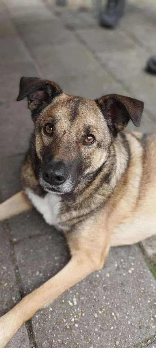 Rio,  Mixed Breed for adoption at Dierenasiel Zwolle, Zwolle — photo 6 of 6