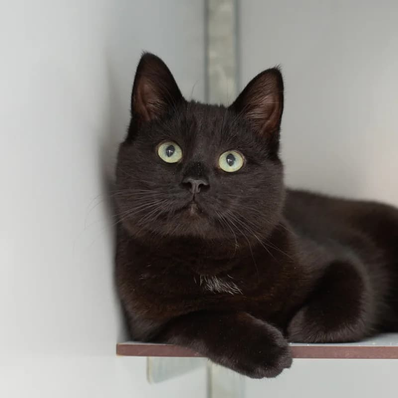 Robin, female young Mixed Breed for adoption at Dierenasiel Zwolle, Zwolle